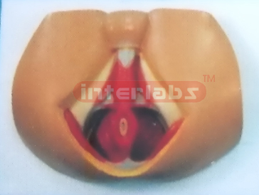 MALE PERINEUM ANATOMICAL MODEL